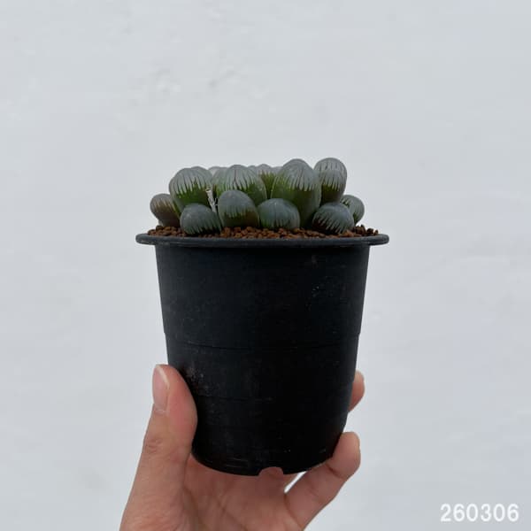 ハオルチア:OB‐1 3号鉢植え