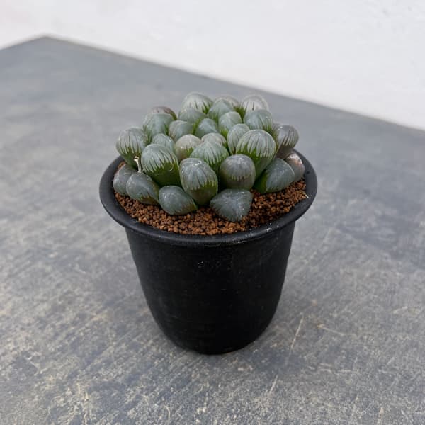 ハオルチア:OB‐1 3号鉢植え