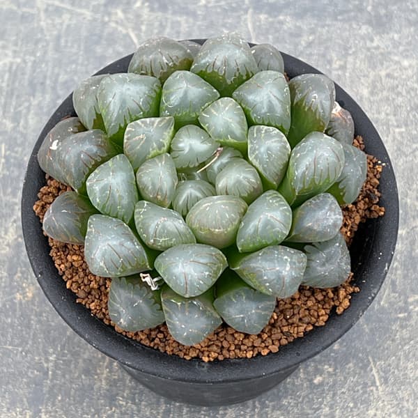 ハオルチア:OB‐1 3号鉢植え