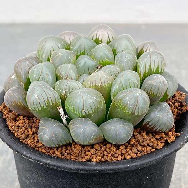 ハオルチア:OB‐1 3号鉢植え