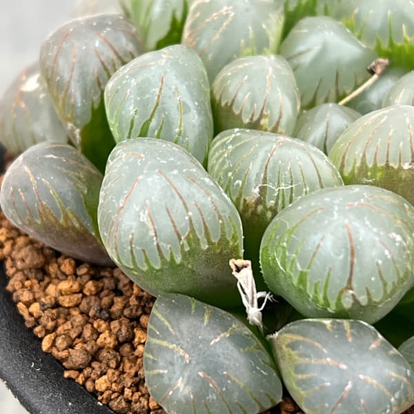 ハオルチア:OB‐1 3号鉢植え