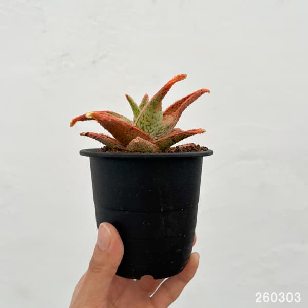 アロエ:オリジナルハイブリット 3号鉢植え26-13