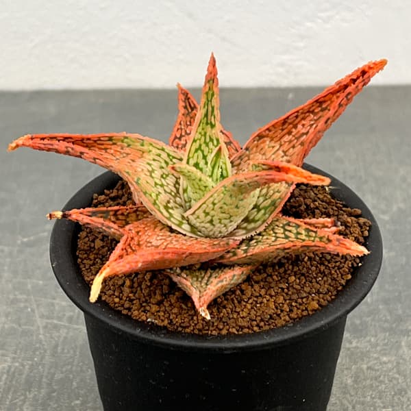 アロエ:オリジナルハイブリット 3号鉢植え26-13