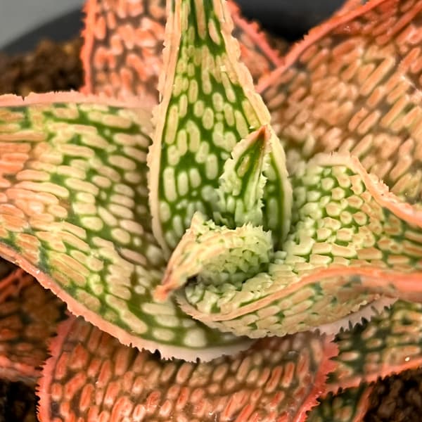 アロエ:オリジナルハイブリット 3号鉢植え26-13