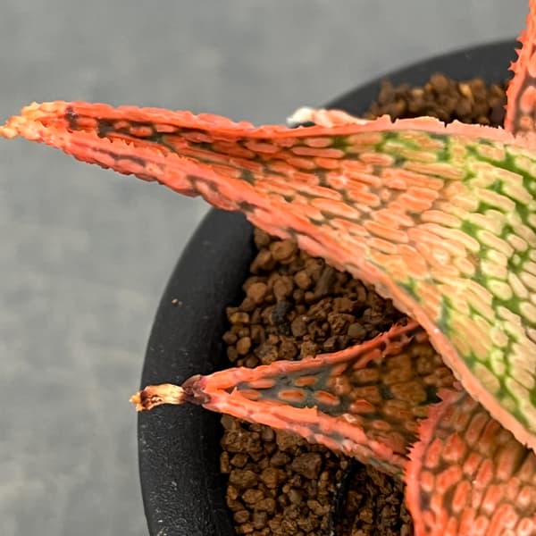 アロエ:オリジナルハイブリット 3号鉢植え26-13