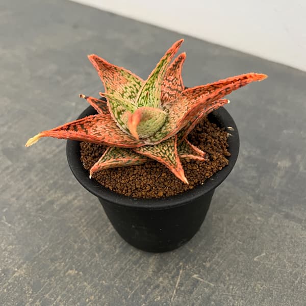 アロエ:オリジナルハイブリット 3号鉢植え26-13