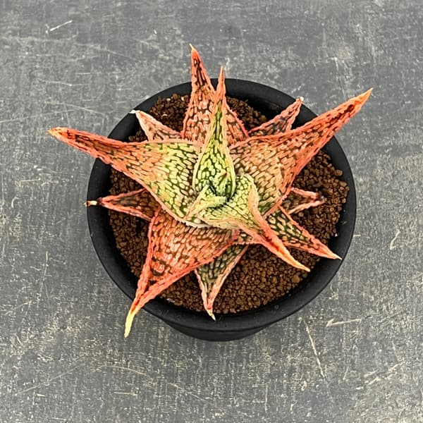 アロエ:オリジナルハイブリット 3号鉢植え26-13