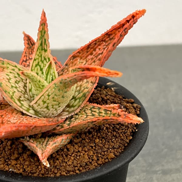 アロエ:オリジナルハイブリット 3号鉢植え26-13