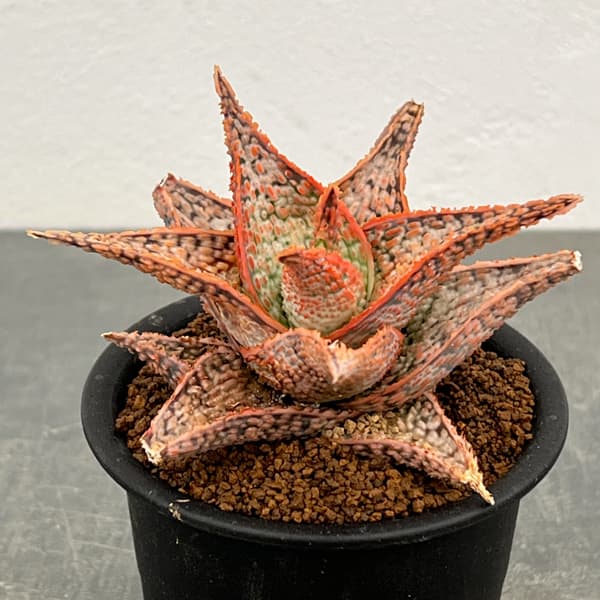 アロエ：オリジナルハイブリット　3号鉢植え26-14