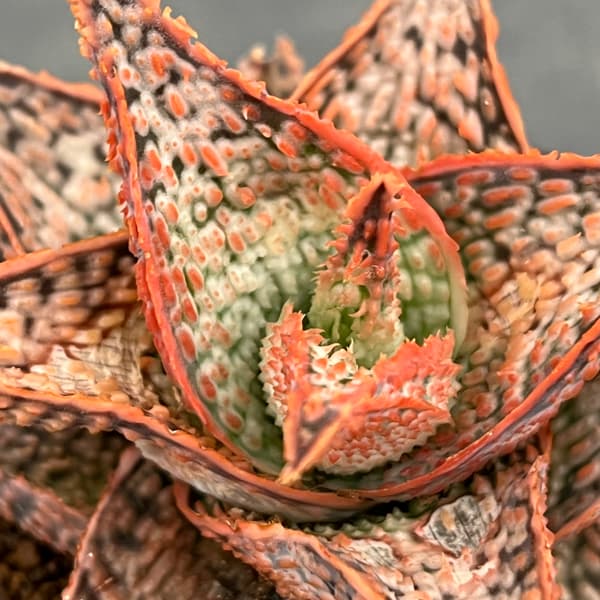 アロエ：オリジナルハイブリット　3号鉢植え26-14