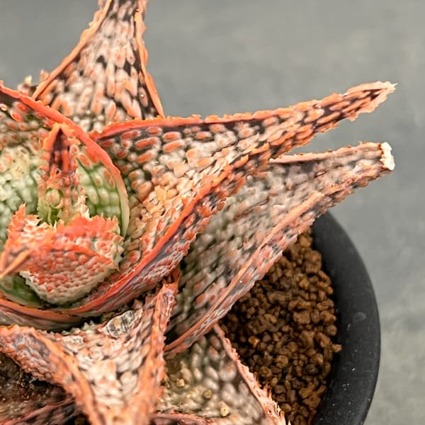 アロエ：オリジナルハイブリット　3号鉢植え26-14