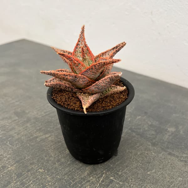 アロエ：オリジナルハイブリット　3号鉢植え26-14