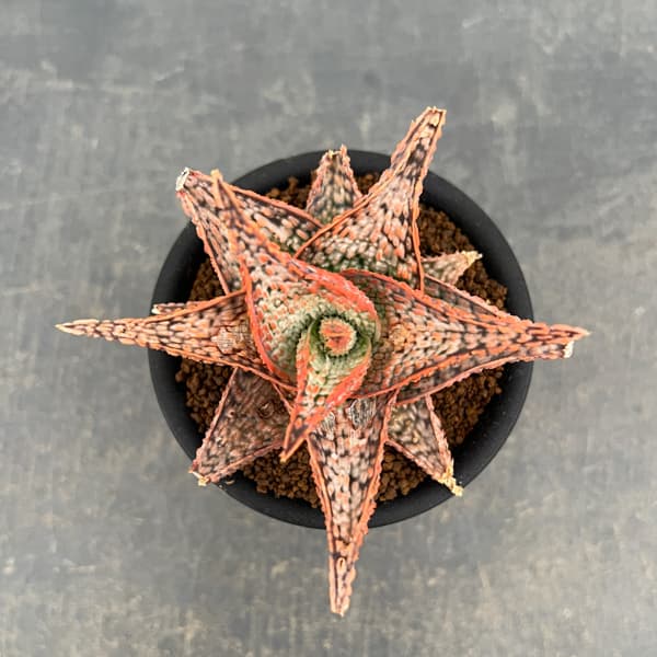 アロエ：オリジナルハイブリット　3号鉢植え26-14