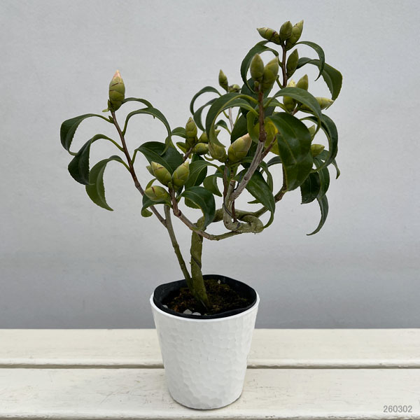 ツバキ（椿）：奥侘助（おくわびすけ）曲がり 3.5号匠鉢入り