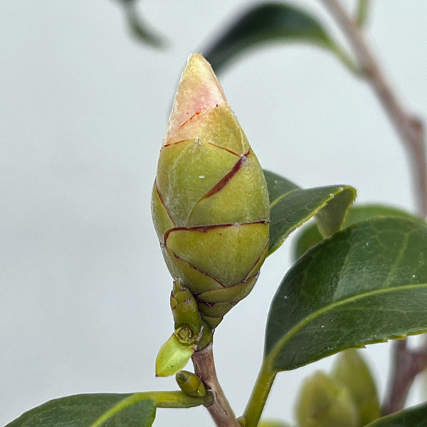 ツバキ（椿）：奥侘助（おくわびすけ）曲がり 3.5号匠鉢入り