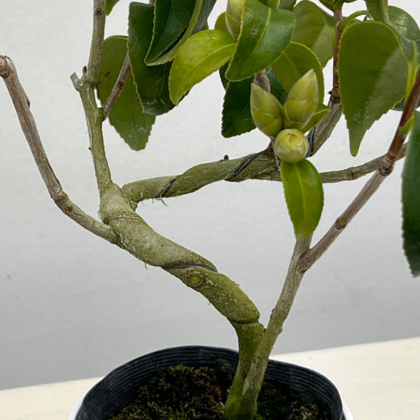 ツバキ（椿）：奥侘助（おくわびすけ）曲がり 3.5号匠鉢入り