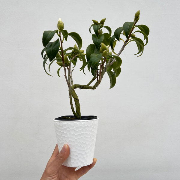 ツバキ（椿）：奥侘助（おくわびすけ）曲がり 3.5号匠鉢入り