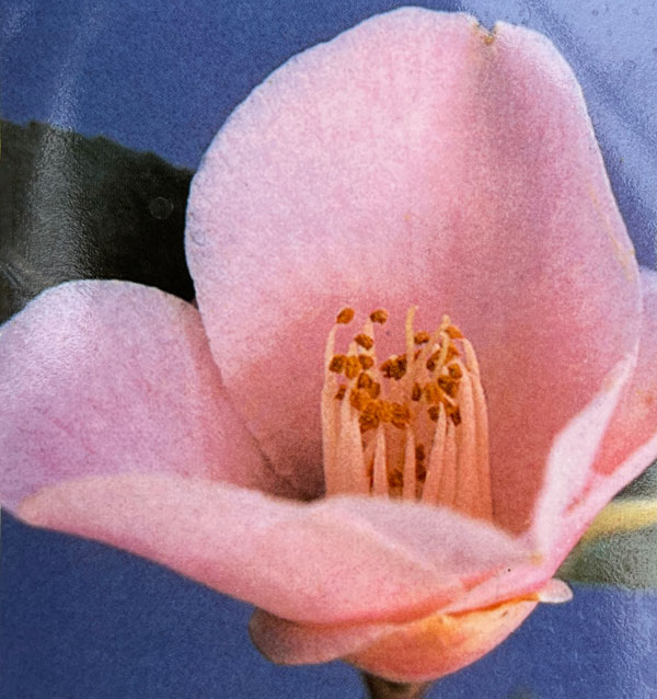 ツバキ（椿）：奥侘助（おくわびすけ）曲がり 3.5号匠鉢入り