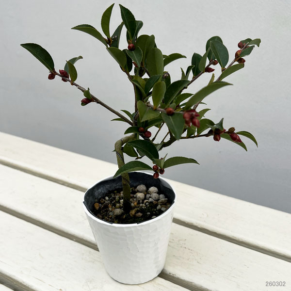 ツバキ（椿）：フェアリーブルース　曲がり 3.5号匠鉢入り