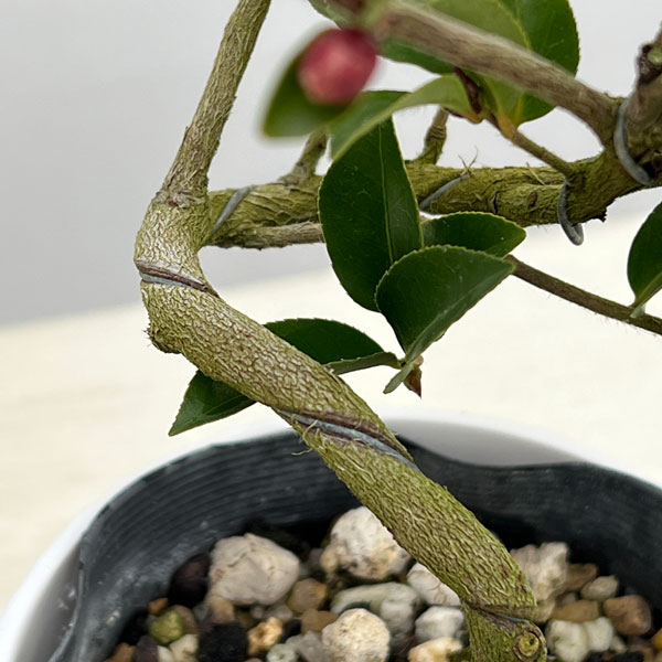 ツバキ（椿）：フェアリーブルース　曲がり 3.5号匠鉢入り