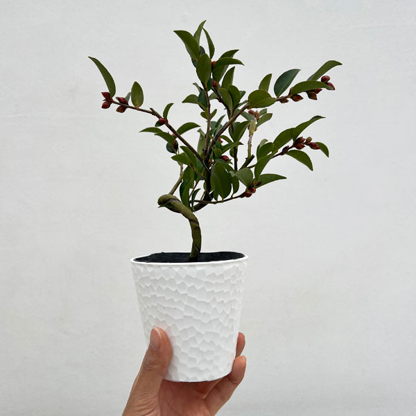 ツバキ（椿）：フェアリーブルース　曲がり 3.5号匠鉢入り