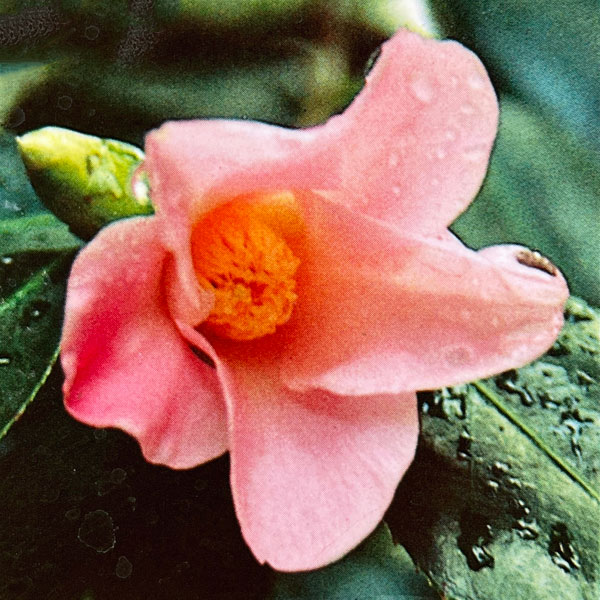 ツバキ（椿）：フェアリーブルース　曲がり 3.5号匠鉢入り