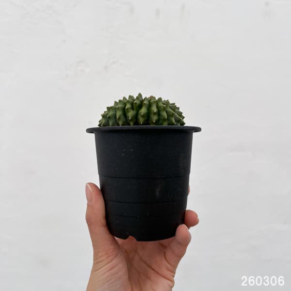 サボテン：ギムノカリキウム　無刺牡丹玉石化　3号鉢植え