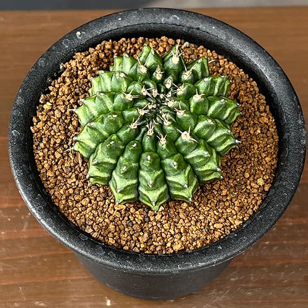 園芸ネット本店｜サボテン：ギムノカリキウム 無刺牡丹玉石化 3号