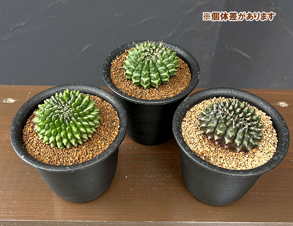 サボテン:ギムノカリキウム 無刺牡丹玉石化 3号鉢植え