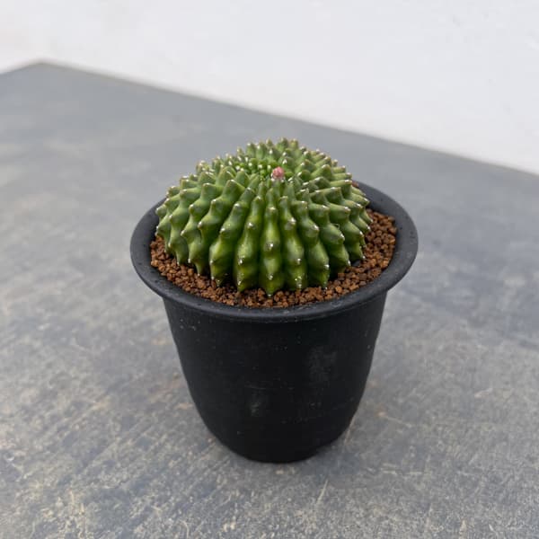 サボテン：ギムノカリキウム　無刺牡丹玉石化　3号鉢植え