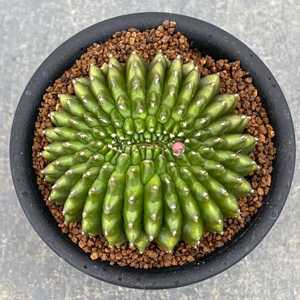 サボテン：ギムノカリキウム　無刺牡丹玉石化　3号鉢植え