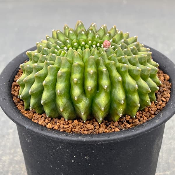 サボテン：ギムノカリキウム　無刺牡丹玉石化　3号鉢植え