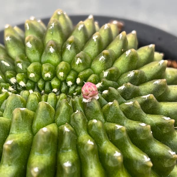 サボテン：ギムノカリキウム　無刺牡丹玉石化　3号鉢植え