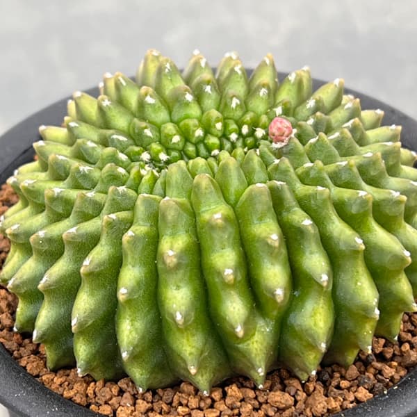 サボテン：ギムノカリキウム　無刺牡丹玉石化　3号鉢植え