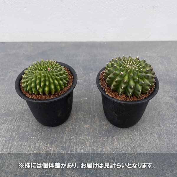 サボテン：ギムノカリキウム　無刺牡丹玉石化　3号鉢植え