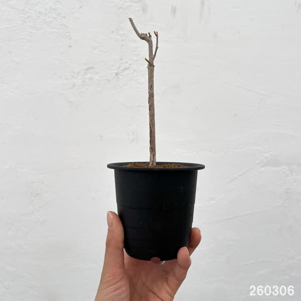 コミフォラ：プトレイフォリア　3号鉢植え