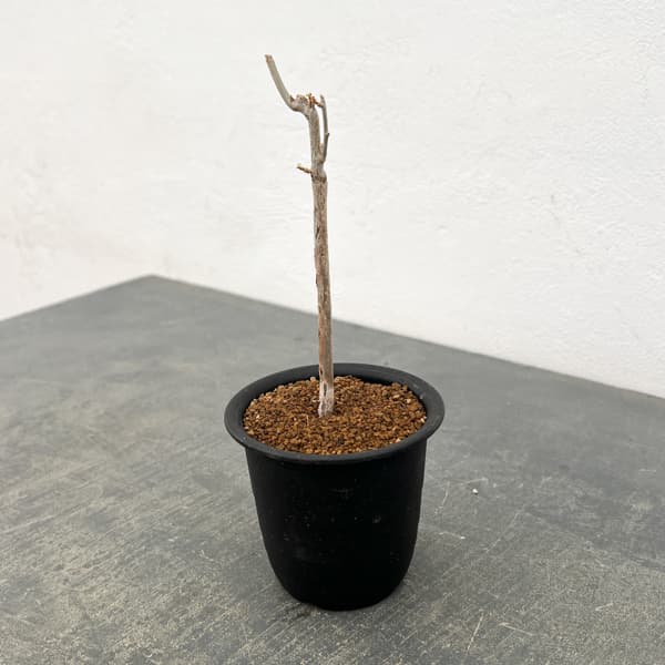 コミフォラ：プトレイフォリア　3号鉢植え