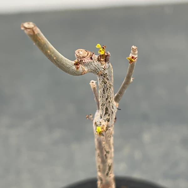 コミフォラ：プトレイフォリア　3号鉢植え