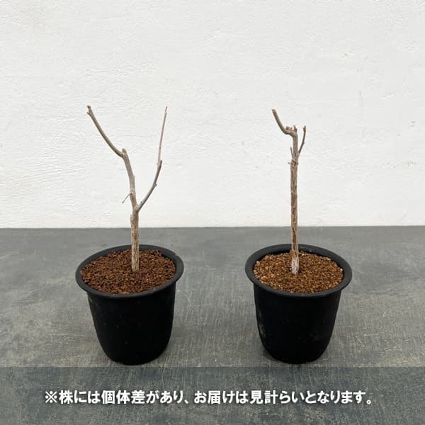 コミフォラ：プトレイフォリア　3号鉢植え