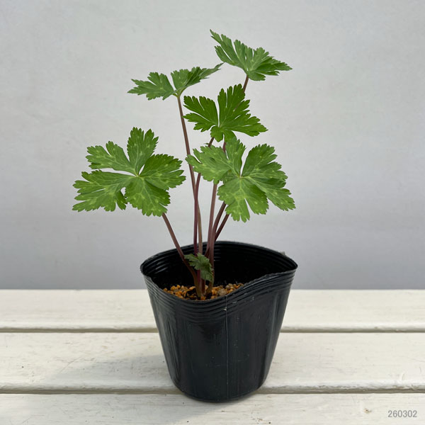 ニリンソウ（二輪草）3.5号ポット