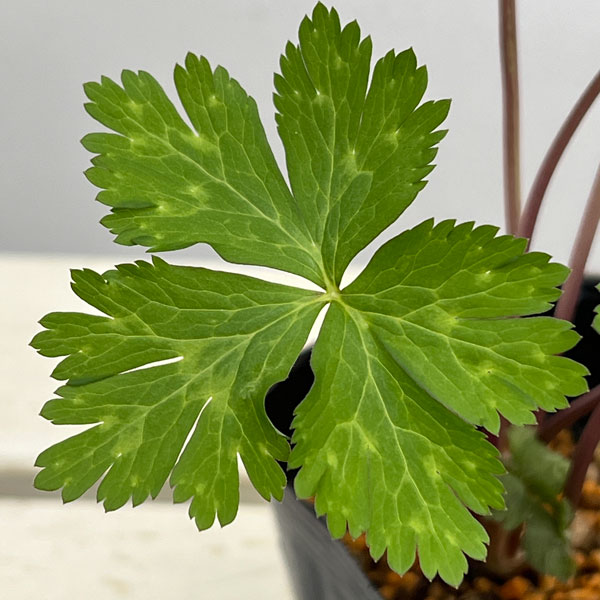 ニリンソウ（二輪草）3.5号ポット