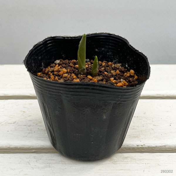 ユキザサ（雪笹・アズキナ）3.5号ポット