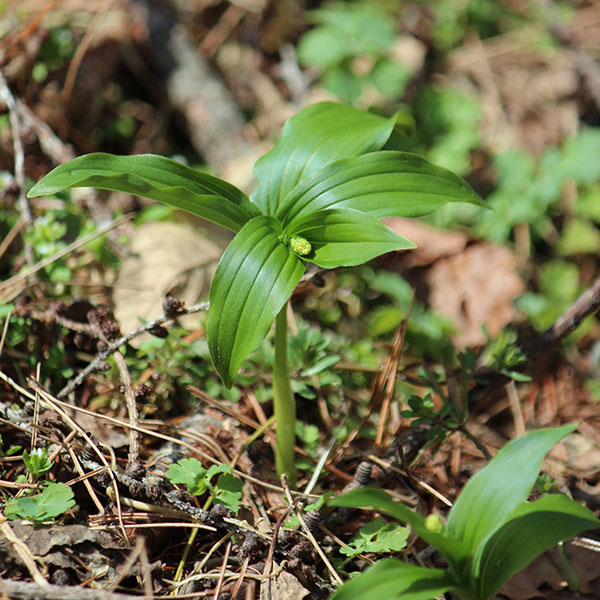 ユキザサ（雪笹・アズキナ）3-3.5号ポット
