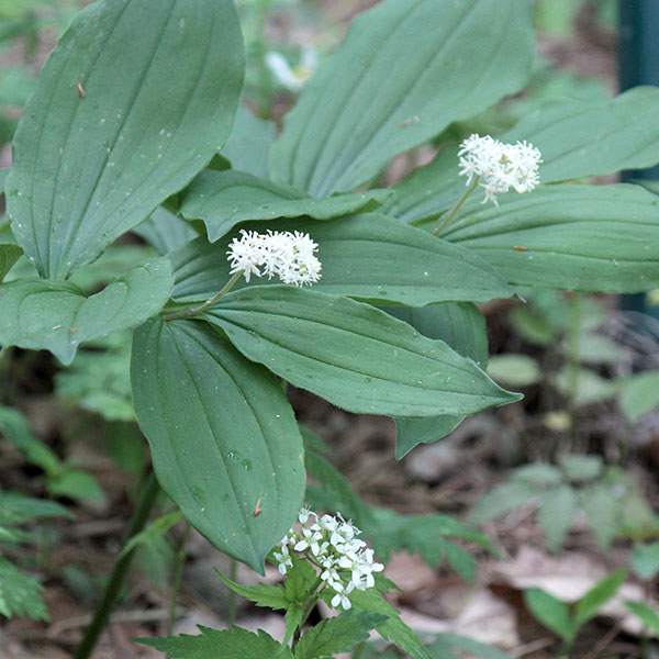 ユキザサ（雪笹・アズキナ）3-3.5号ポット