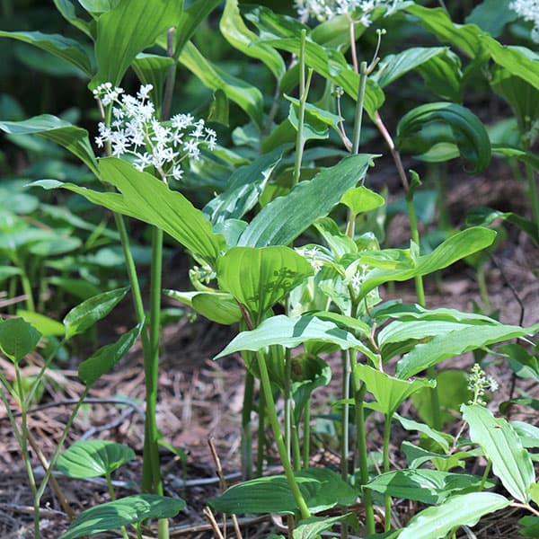 ユキザサ（雪笹・アズキナ）3-3.5号ポット