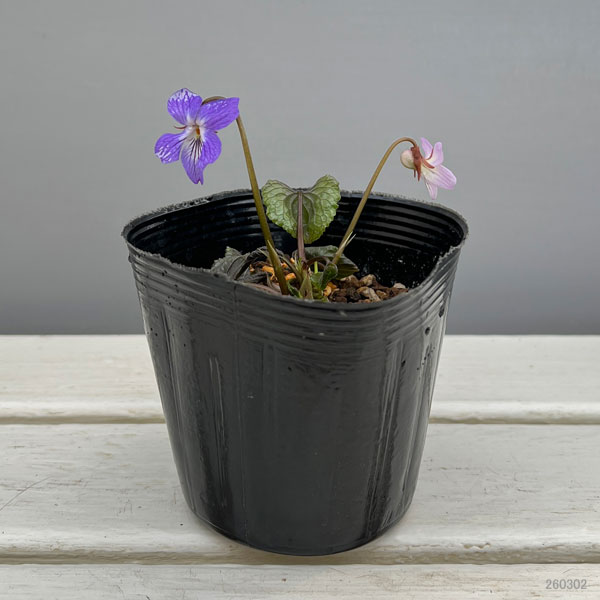 スミレ：スミレサイシン 3.5号ポット