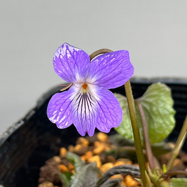スミレ：スミレサイシン 3.5号ポット