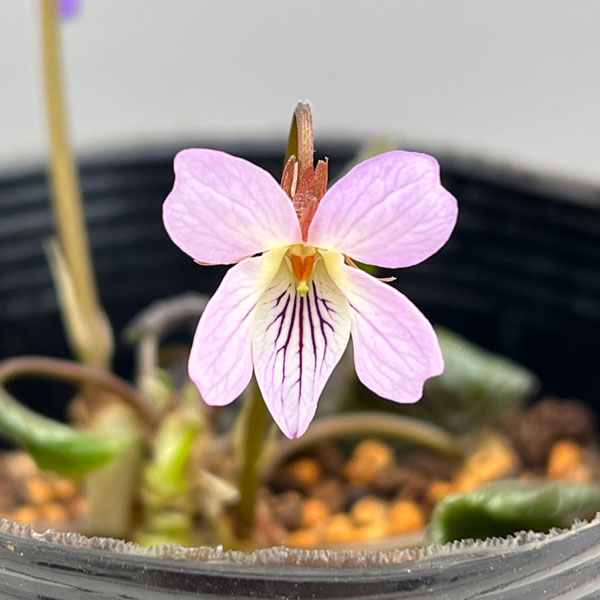 スミレ：スミレサイシン 3.5号ポット