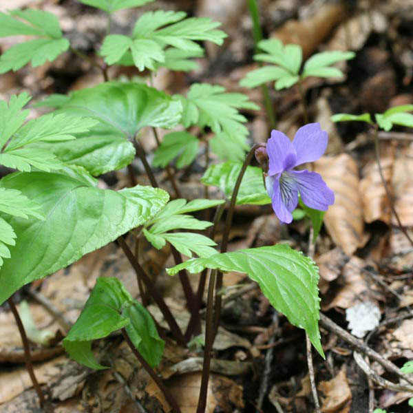 スミレ：スミレサイシン 3.5号ポット