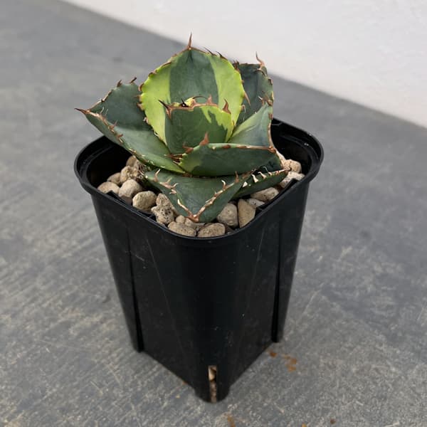 アガベ：ジャガーノート錦　2.5号鉢植え
